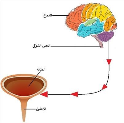 دليل علاج المثانة العصبية وأحدث الحلول الطبية